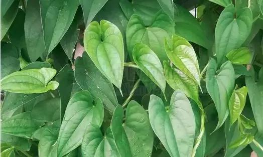 仙草、龟苓膏、西米...那些冰凉爽口的甜品都是用什么做的？