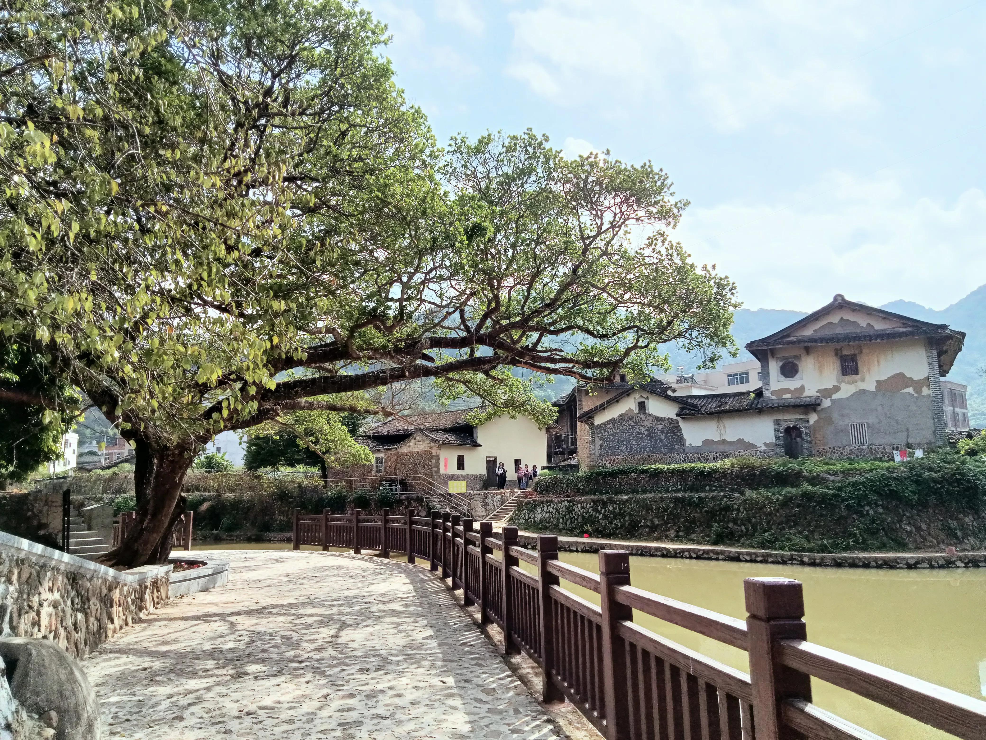 饶平三饶四方塘老榕树在哪里,榕树爷爷是合唱还是独唱