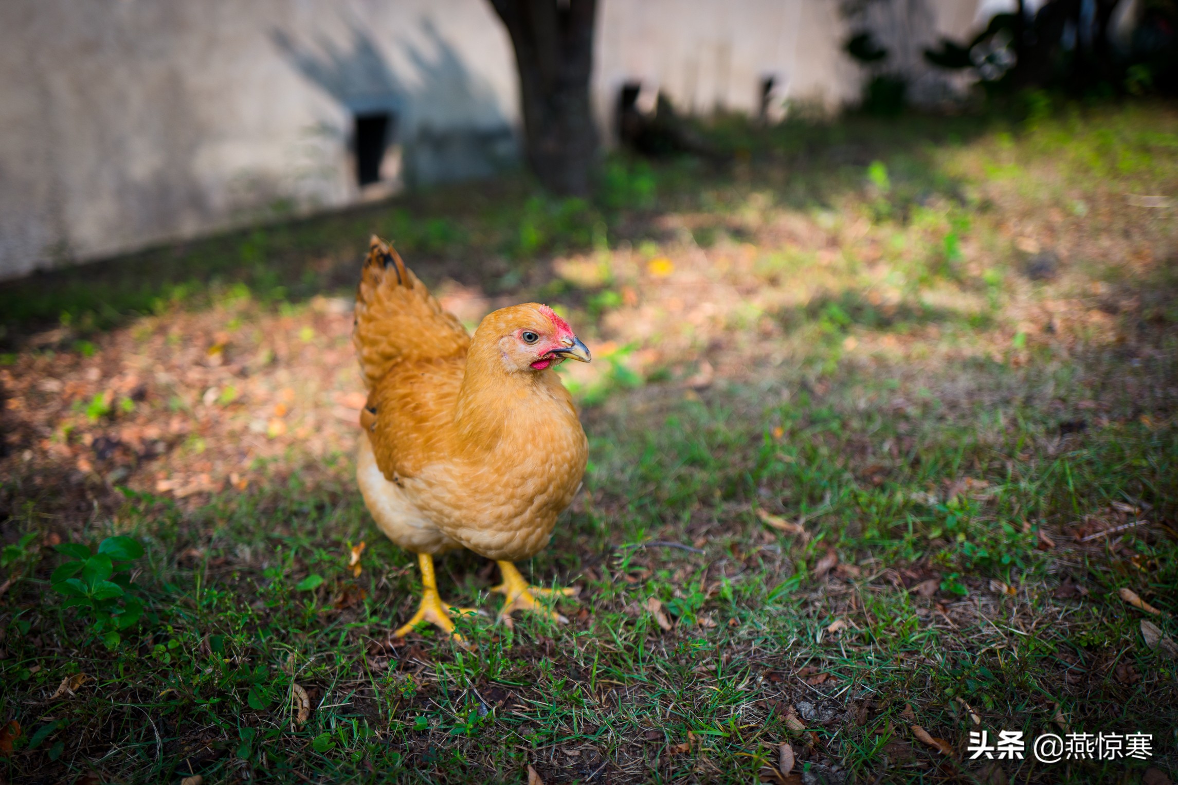 徕卡最值得玩的镜头,徕卡镜头351.4和501.4拍摄对比