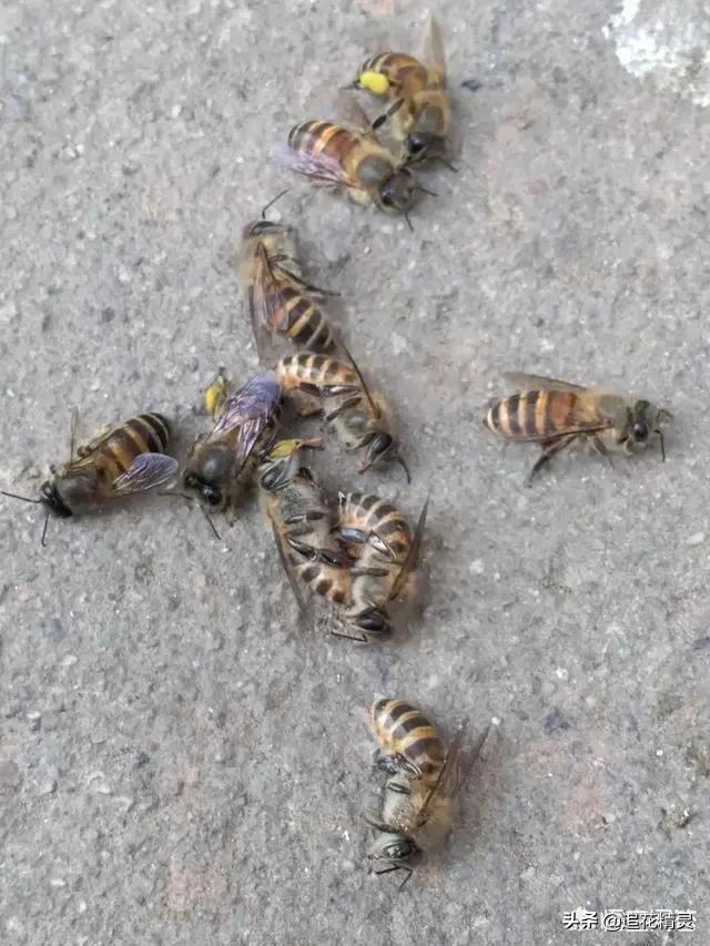 养蜂要怎么防蜜蜂病害,蜜蜂有哪些病虫害如何防治