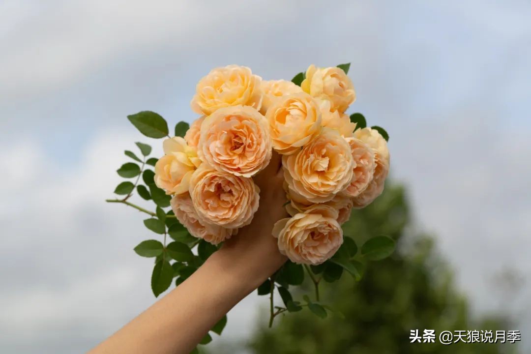 优雅女士月季花,奇葩月季品种图片