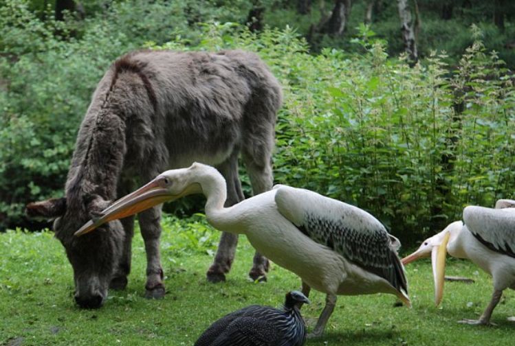 看起来威武霸气，其实比谁都嘴欠，带你了解鹈鹕的生活