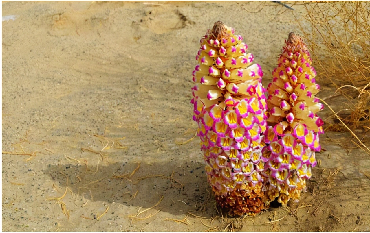 野生苁蓉值钱吗,野生锁阳价格下滑