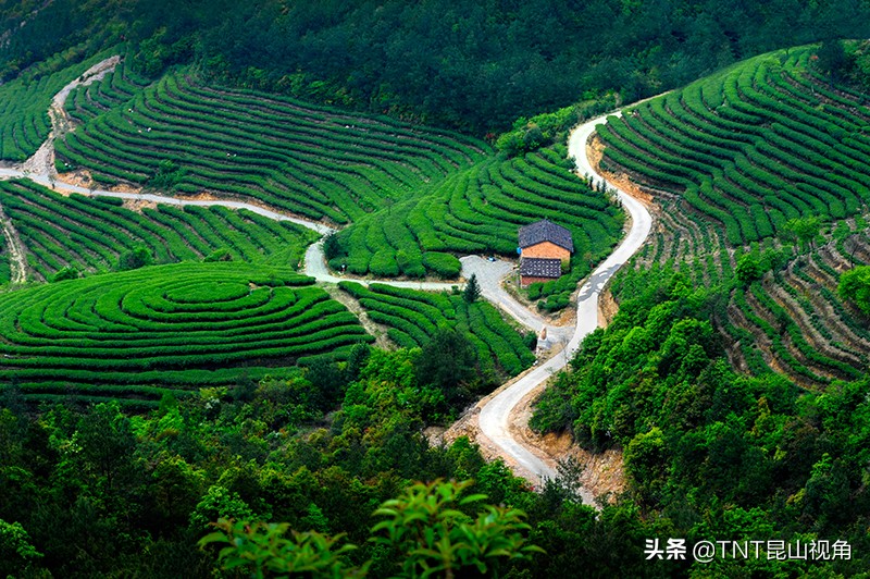 白毫银针茶叶的产地,白毫银针的产地在哪里