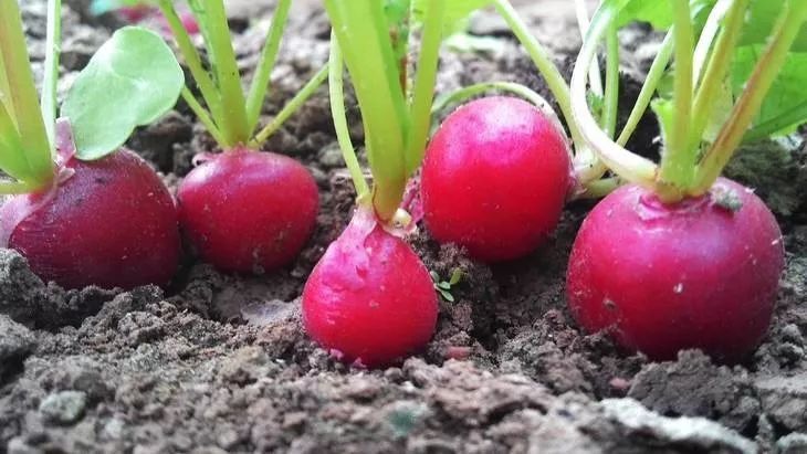 15元一斤种植什么最赚钱,年收入百万的种植品种