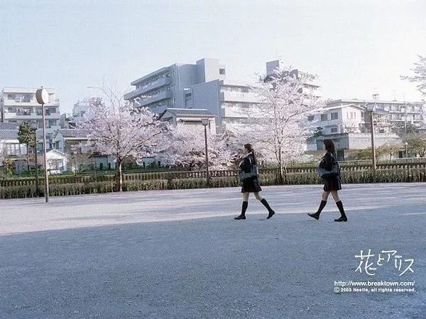 日本的国花是不是樱花,日本的国花是菊花还是樱花