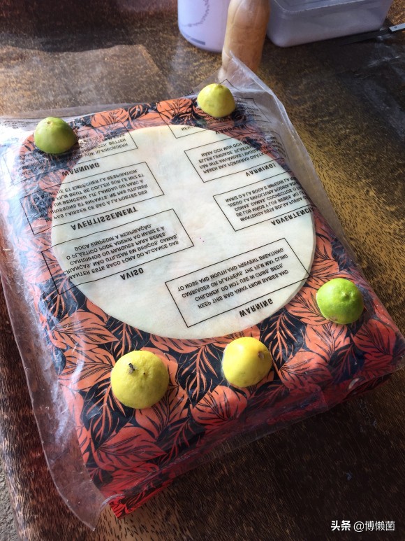 印度巨型根菜,印度根菜