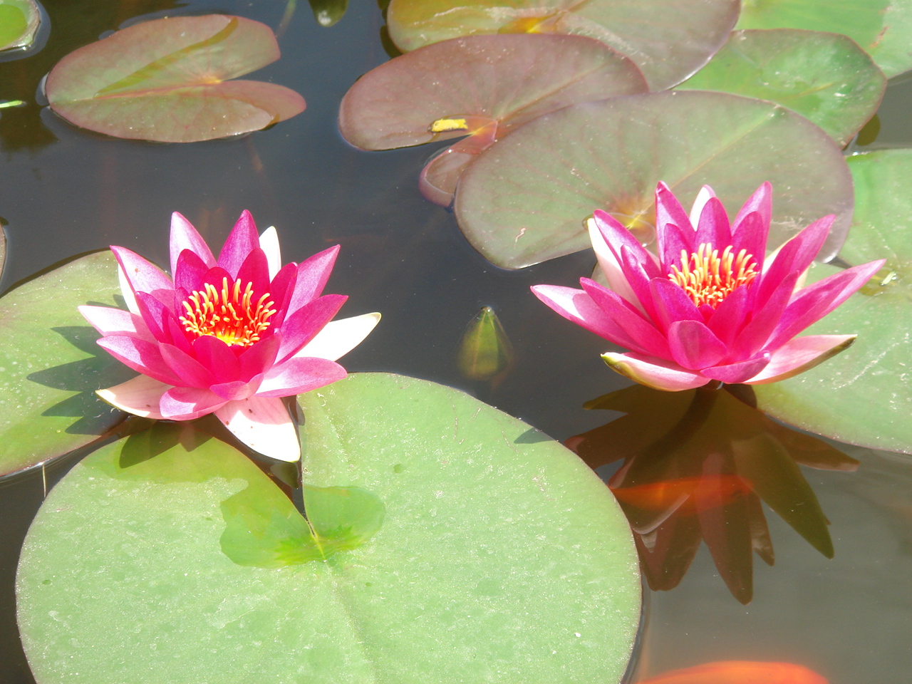 意大利旅行自由行攻略,我的欧洲自由行系列