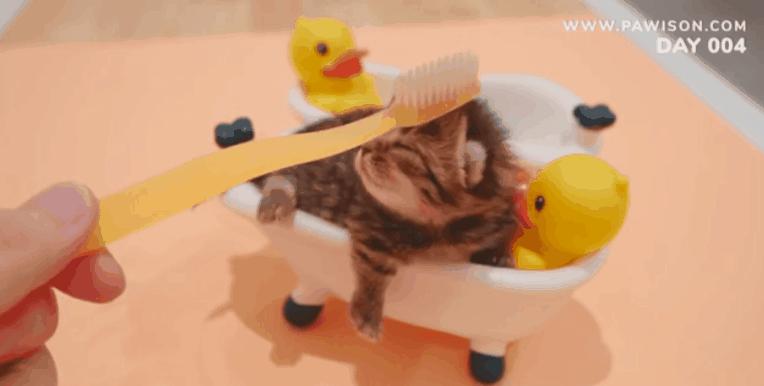 国家一级保护野生猫,国家一级保护哺乳动物名单