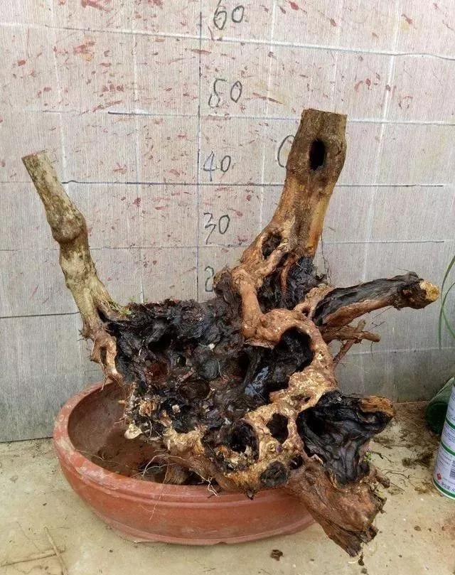 珍珠柏盆景不绿不发新芽怎么回事,盆景老桩上盆发芽后新芽干枯