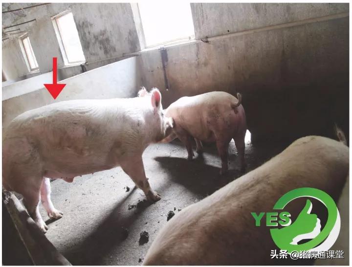 母猪产前和产后常见病症分析及治疗（完）