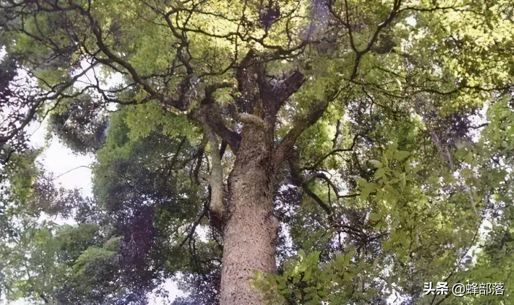 楠木是皇家专用的吗,金丝楠木现存的古树