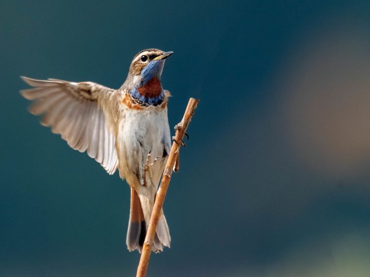 情人岛拍摄地点,情人岛航拍视频