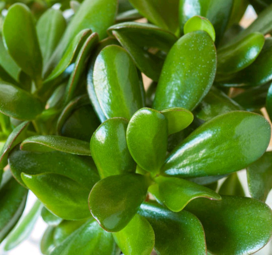 玉树叶子发黄怎么办,玉树叶子发黄是什么原因造成