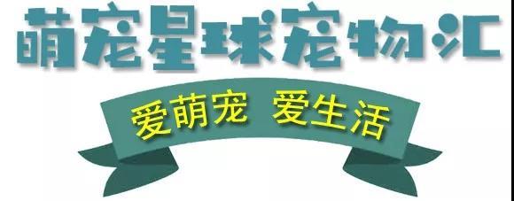 猫鼻支的症状以及猫鼻支的治疗