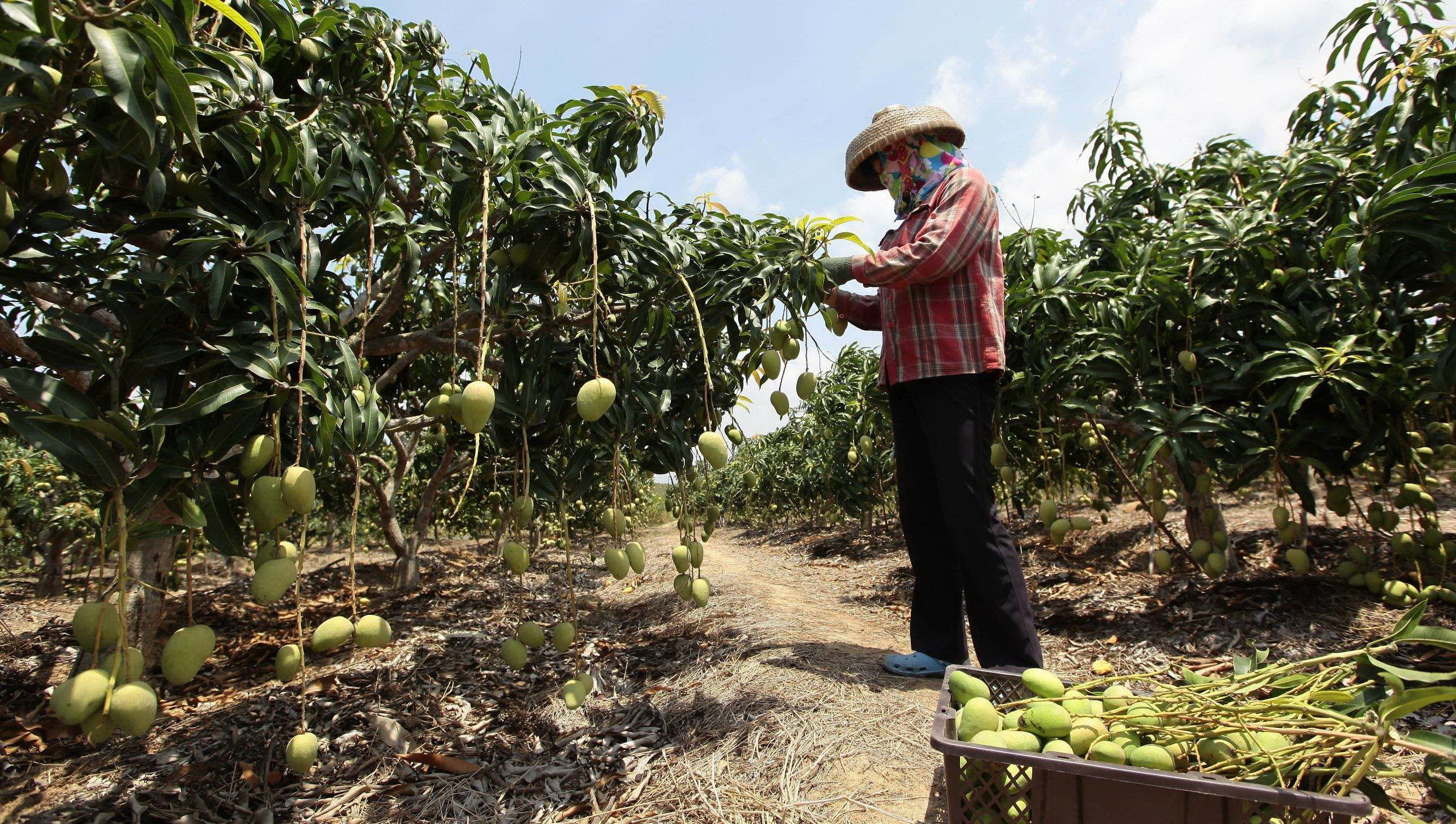 三亚种芒果,三亚种植芒果的有利条件