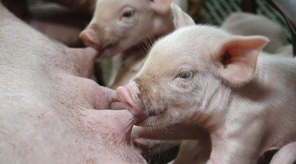 为啥母猪马上产仔了还没有奶水,母猪产后无乳喂什么下奶