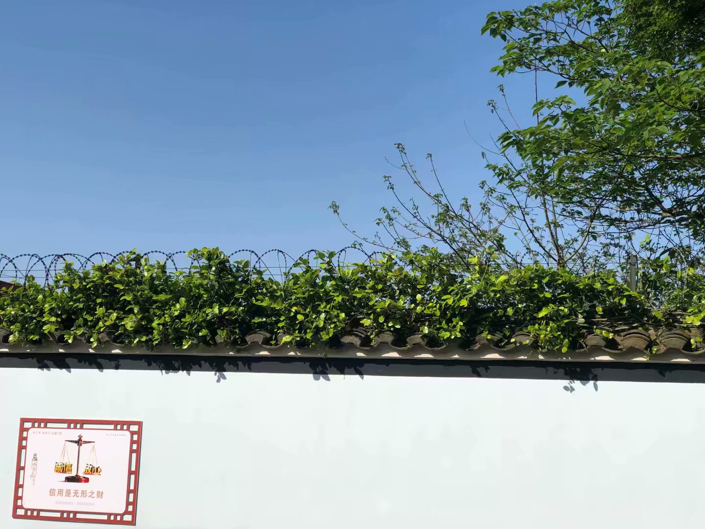 普陀山二龟听法石简介,普陀山二龟听法石位置