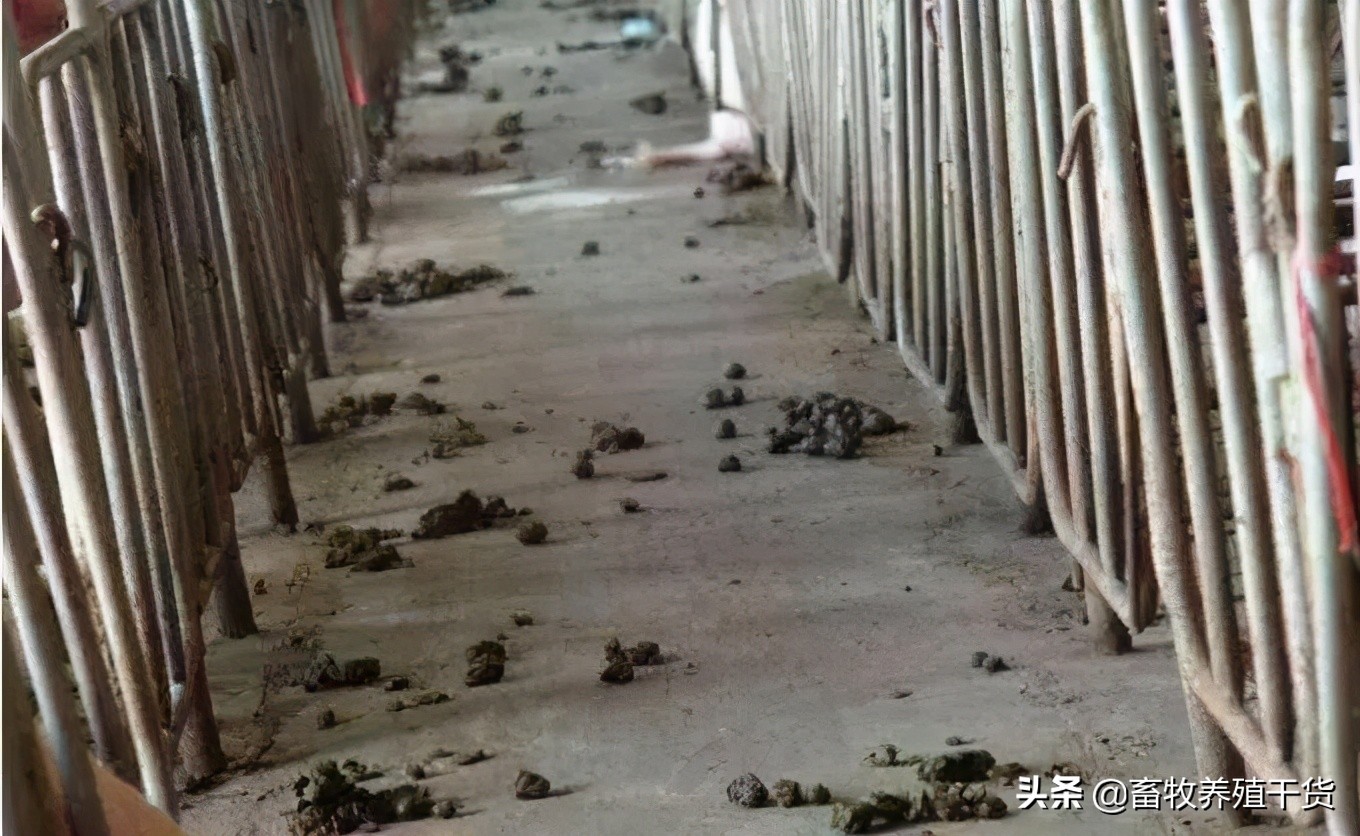 猪便秘最快通便的方法,如何预防猪便秘