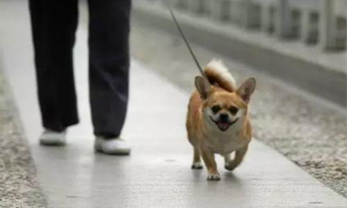 成都禁养犬名单2024,成都市禁养犬种公布