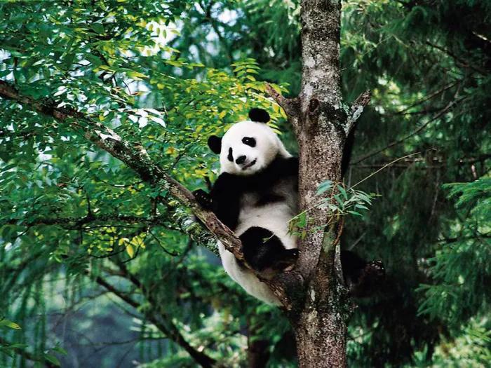 你不了解的茶叶冷知识,那些你不知道的熊猫小知识