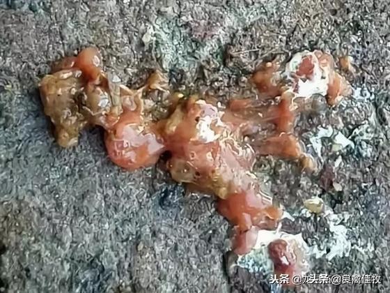 鸡肠炎引起大肠杆菌怎么治疗,鸡肠球虫最佳治疗方法