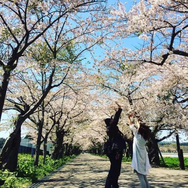 北海道赏樱住宿,北海道赏樱手册