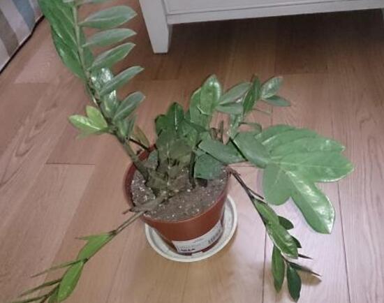 金钱树烂根了怎么急救,金钱树烂根以后怎么补救