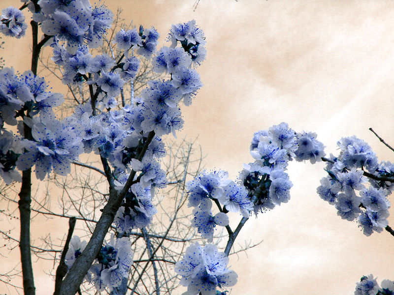 中国三十种名花图片大全,中国十大名花及花卉文化