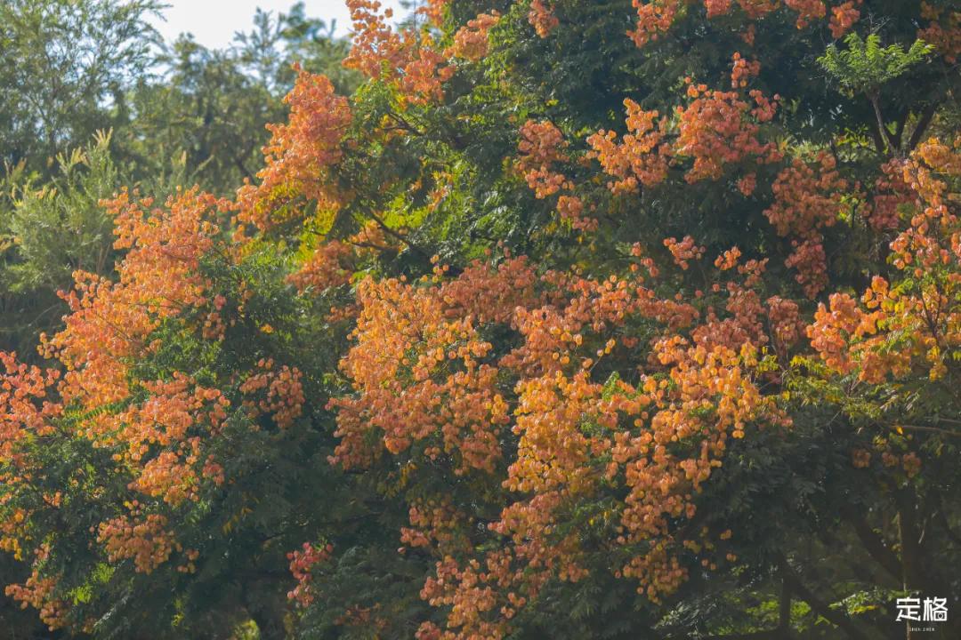 莲花山公园网红打卡地,即墨莲花山公园网红打卡地