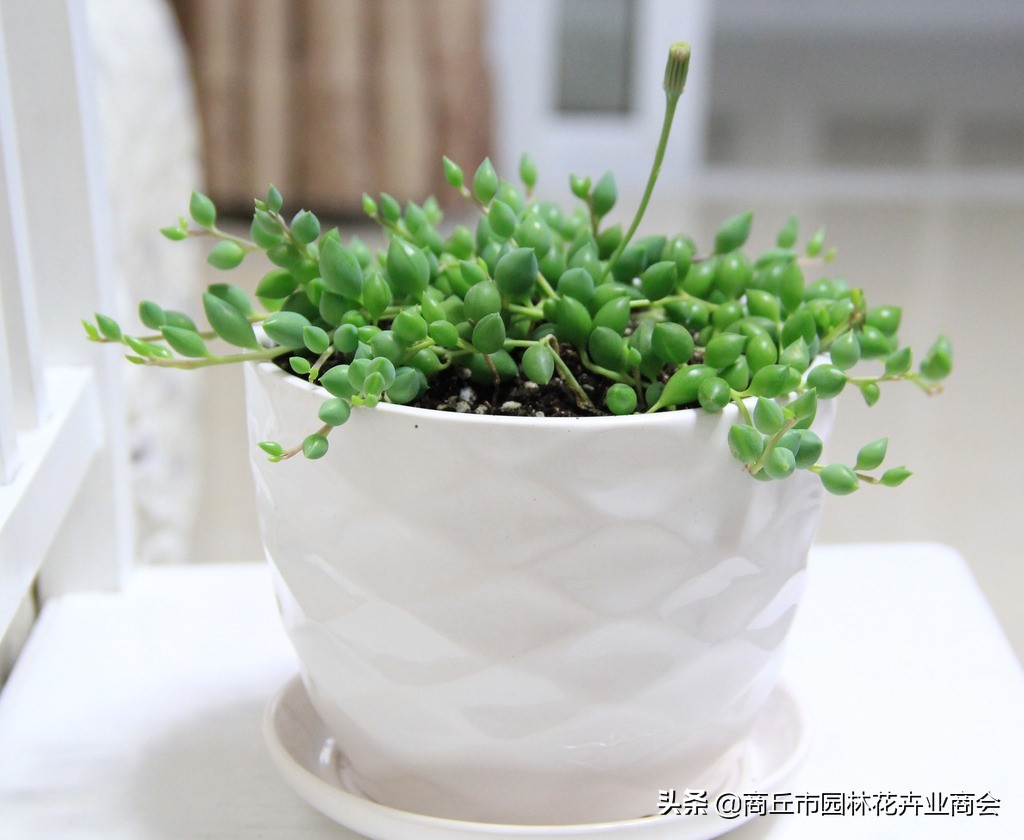 情人泪怎么养根系,情人泪怎么养才爆盆