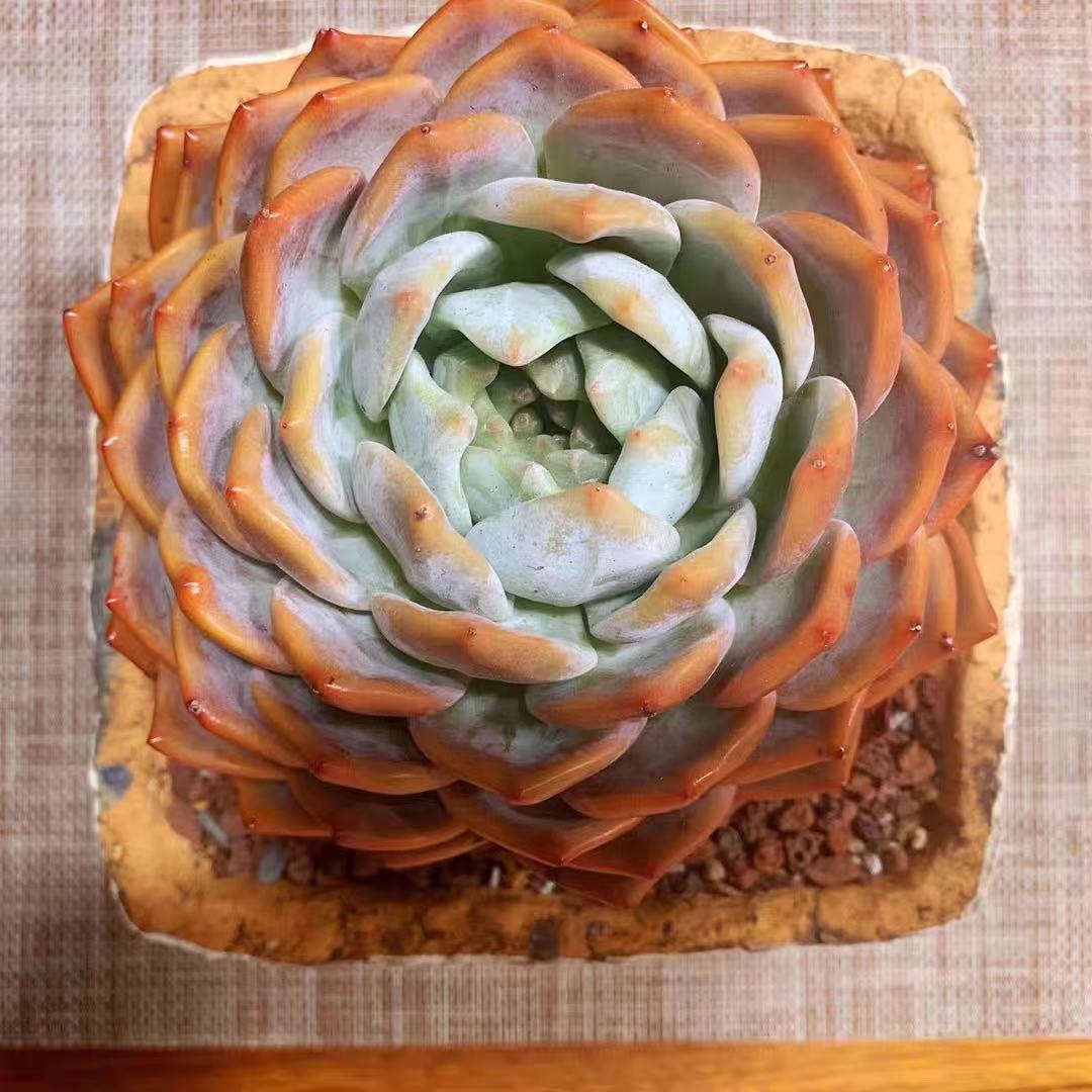 橙梦露怎么养容易出颜色,橙梦露一般怎么养护