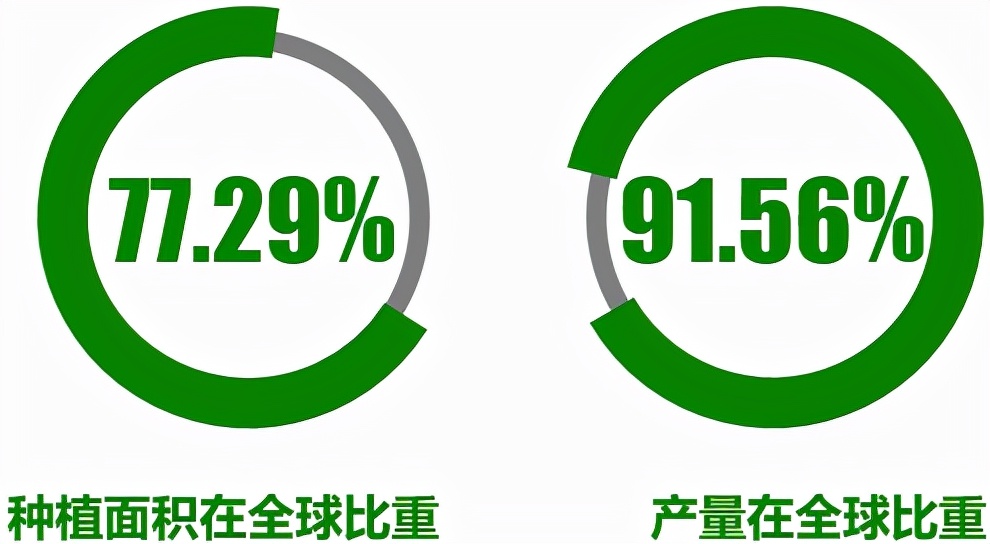 中国菠菜种植历史发展,全球菠菜产量前五大国家