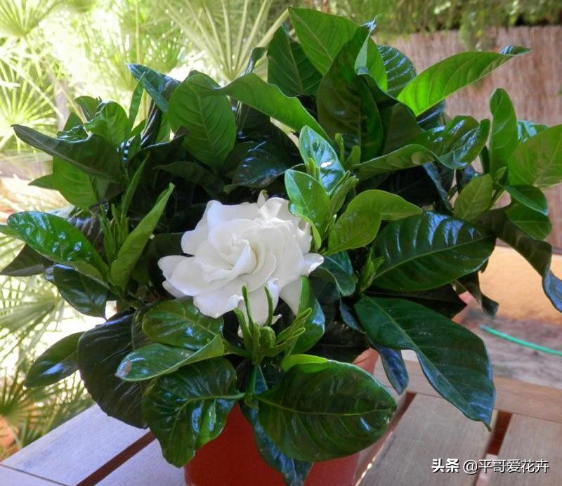 栀子花烂根最好的处理方法,栀子花烂根怎么补救最快最有效