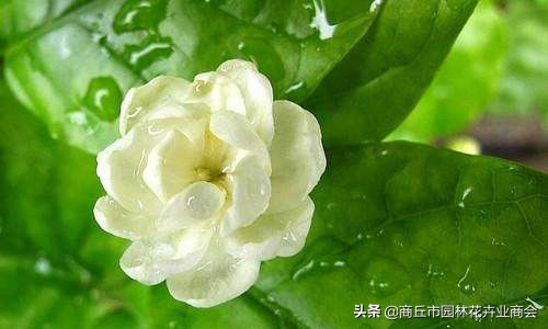 茉莉叶子卷曲掉落是什么病,茉莉叶子发焦怎么回事