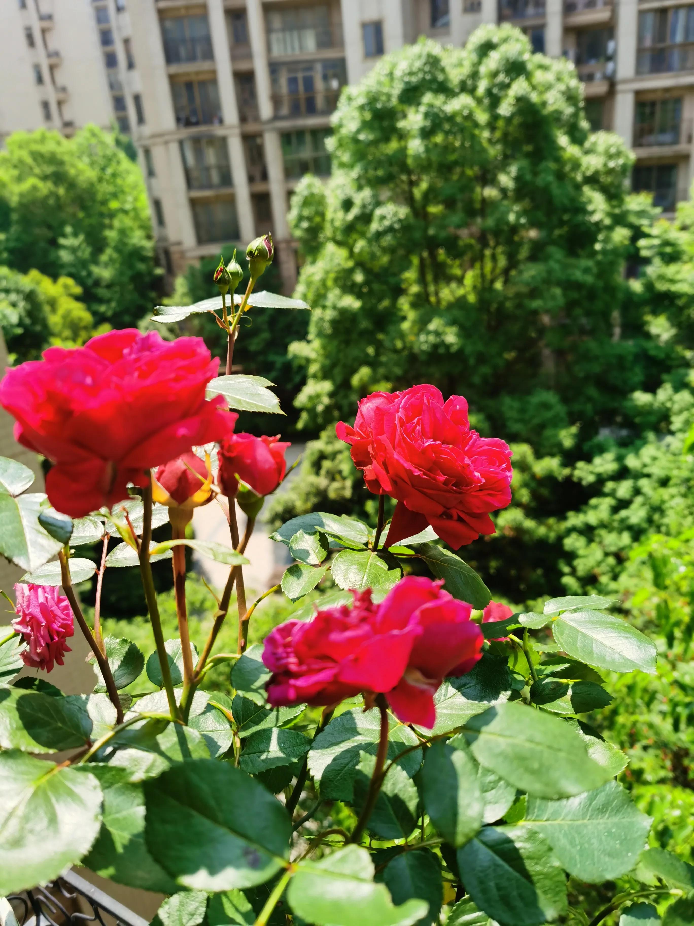 为什么不建议买威飒汽车,菲斯曼和威能价格差多少