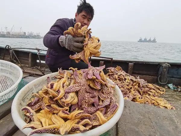 青岛海星泛滥成灾海星能吃吗,青岛入侵海星已供不应求
