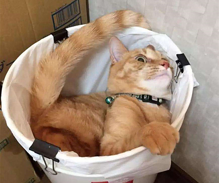 橘猫都逃不过的真香定律:铲屎官自制猫包,让猫咪爱上出门的感觉