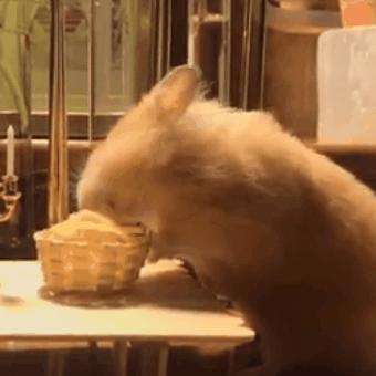 仓鼠受邀和主人共进晚餐，在美食面前，鼠鼠吃相真的不好看