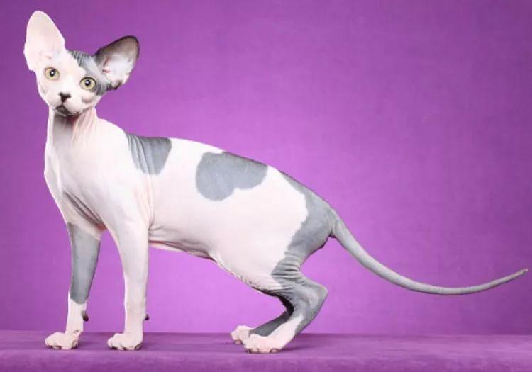 cfa国际名猫展,cfa认可猫的品种