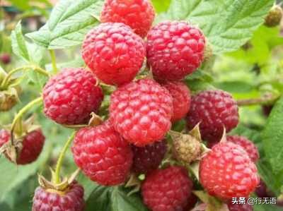 有趣的农村生活食物,农村生活农村娃农村美食