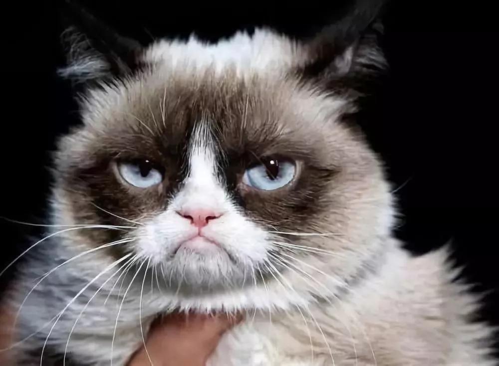 我们家猫真的很弱智怎么办,猫为什么又蠢又自以为是