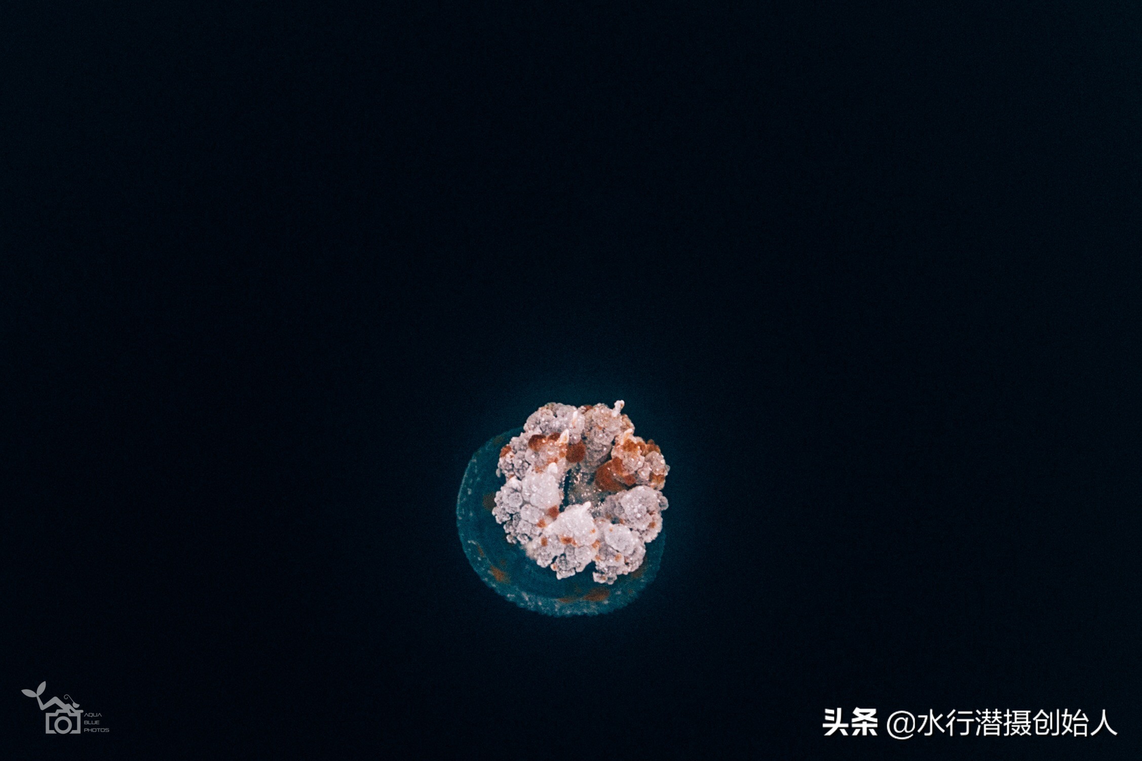 帕劳岛自由行潜水,帕劳水母湖自由潜视频