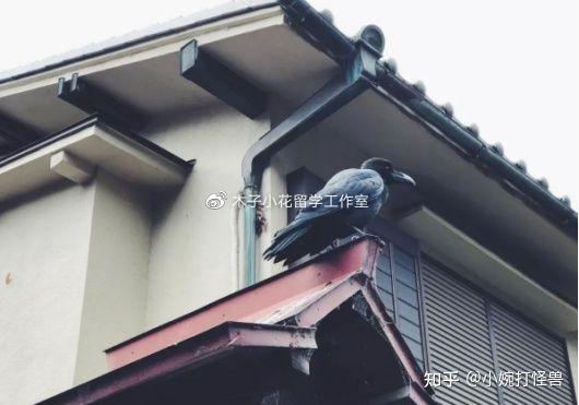 日本留学文化研究,日本留学体验日本文化