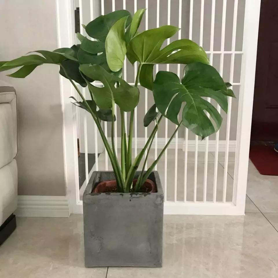 龟背竹黄叶子怎么办视频,龟背竹发黄怎么补救