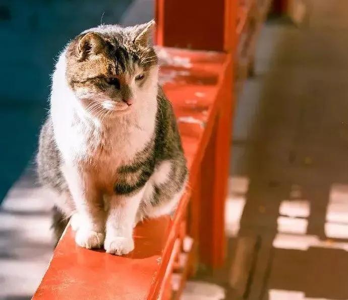流浪猫突然暴富了,俄罗斯3只流浪猫
