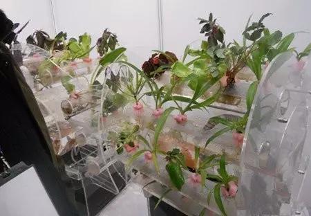 农村快速致富冷门项目,适合农村小投资的致富商机