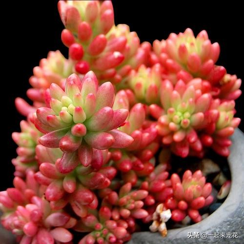 多肉夏天腐黑怎么处理,夏天怎样预防多肉腐黑