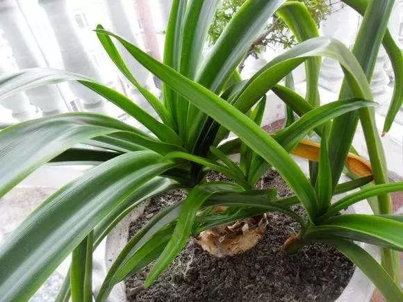 冬季养百合的养殖方法和注意事项,如何让水养百合尽快开花