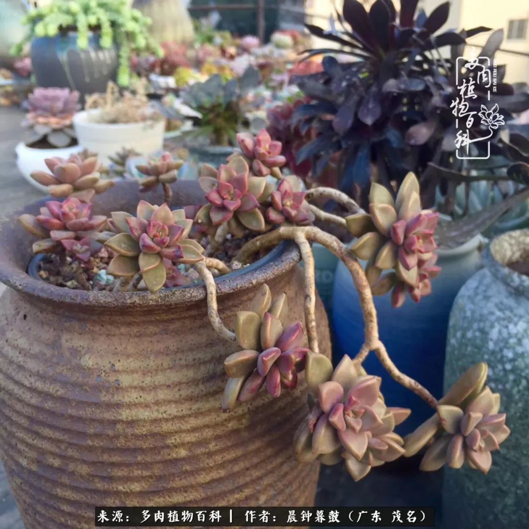轻轻地告诉你，我的多肉也曾美过，不信你看看
